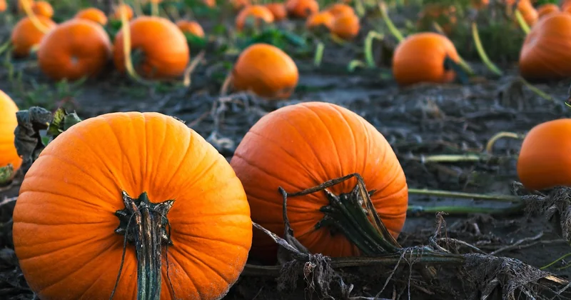 Choisir ses légumes selon la saison (et pas selon la photo Pinterest)