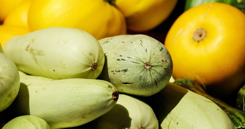 Galettes de courgettes végétariennes : la recette qui régale